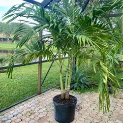Christmas palm, adonidia merrillii (15g triple)