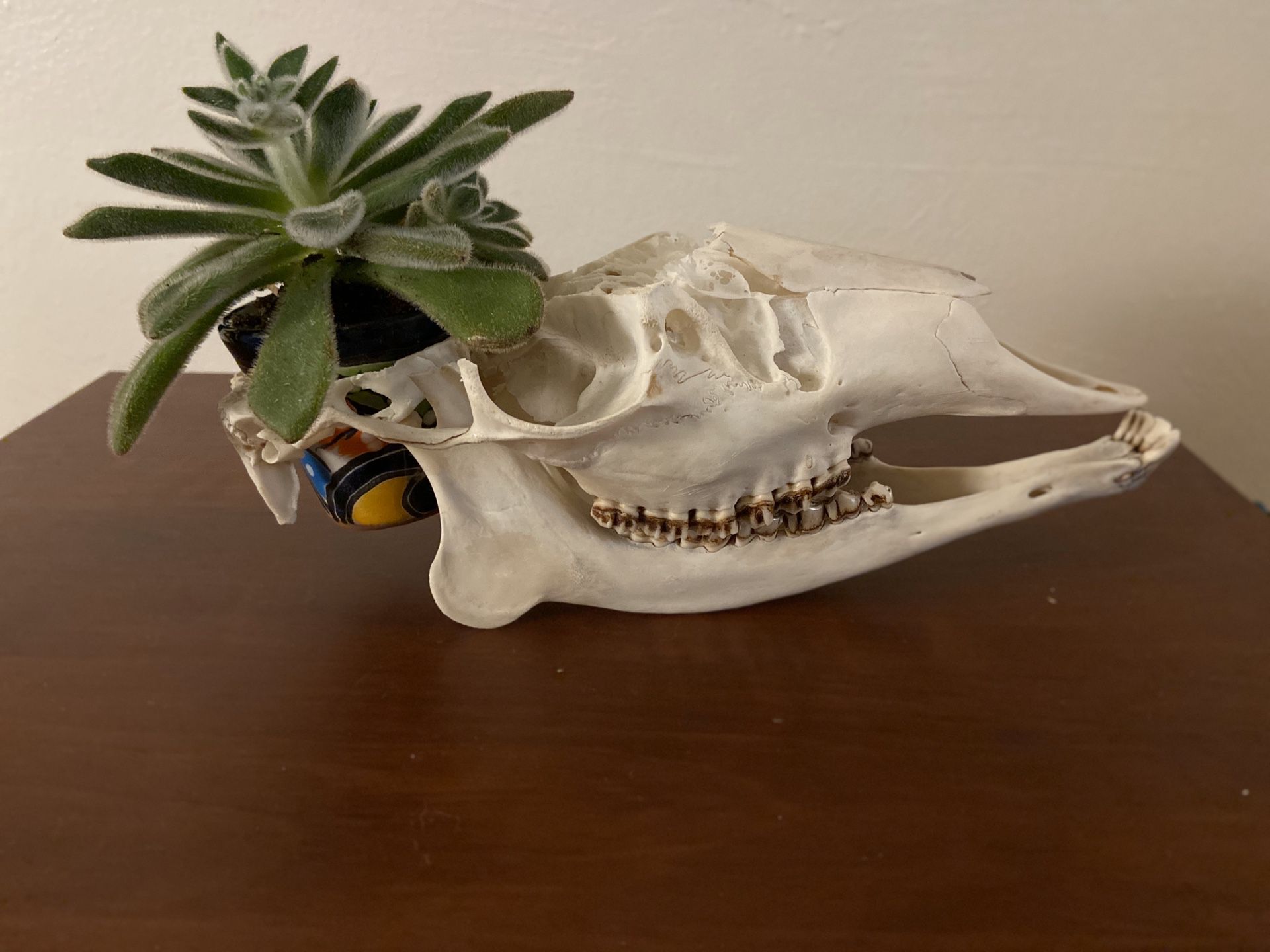 Deer Skull Succulent planter