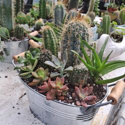 Cactus And Plants