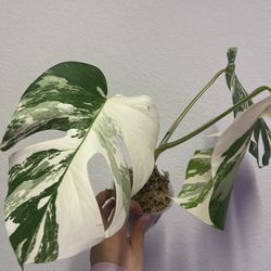 Monstera Obliqua Peru Plant