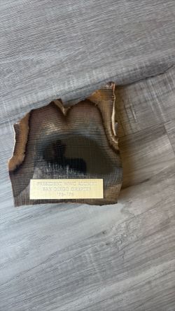 petrified wood plaque