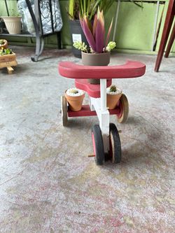 Succulent and Cactus 