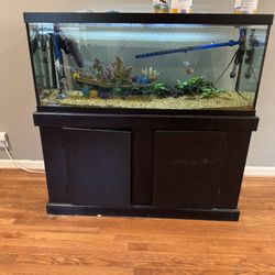 75 Gallon Fish Tank 