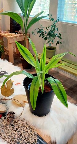 Living Plant 🌱24"H Drecaena 'Kristie' on 11"H Black Planter ::: Indoor