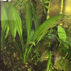 Aquatic Fish Tank Plants