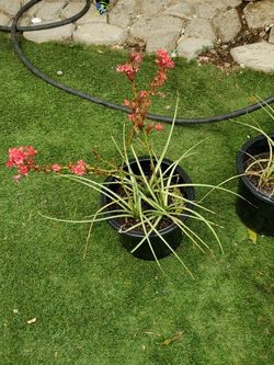 Planta 5 Galones $7