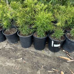Podocarpus Privacy Bush