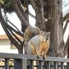 Costa Mesa Area