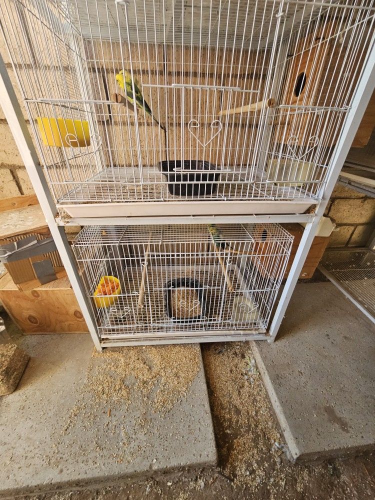 Bird Cage