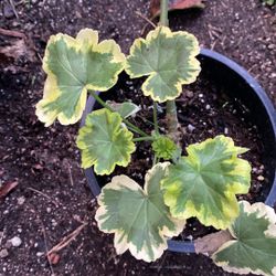 Variegated Geranium Outdoor Sun Or Shade Plant, In 1 Gallon Pot Pot Pick Up Only