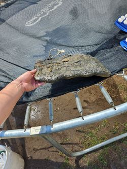 Turtle Dock L