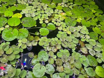 Change aquarium plants! Fish tank plants aquarium plants