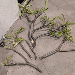 White Plumeria Cuttings Free