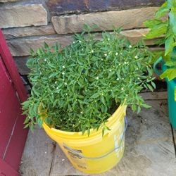 LARGE LIVE RED CHILLI PLANT WITH YELLOW POT  - BLOOMING