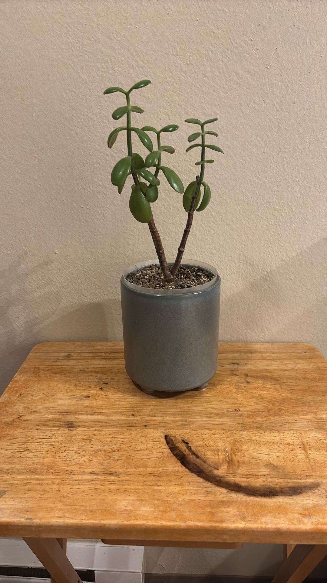 Jade Plant