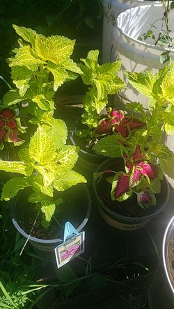 Lovely plants $3 each