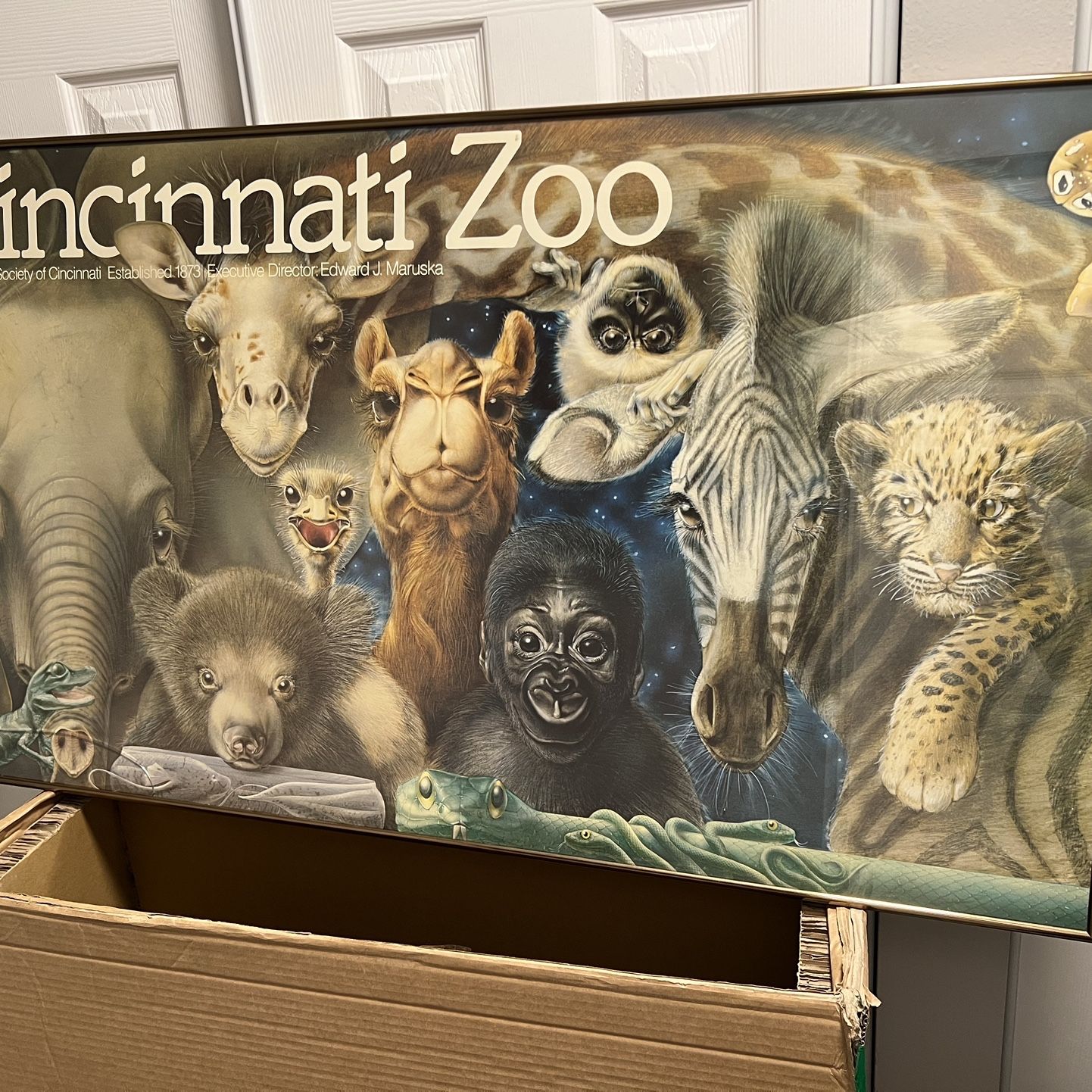 Cincinnati Zoo Babies Poster - Lou Specker for Sale in Chicago, IL