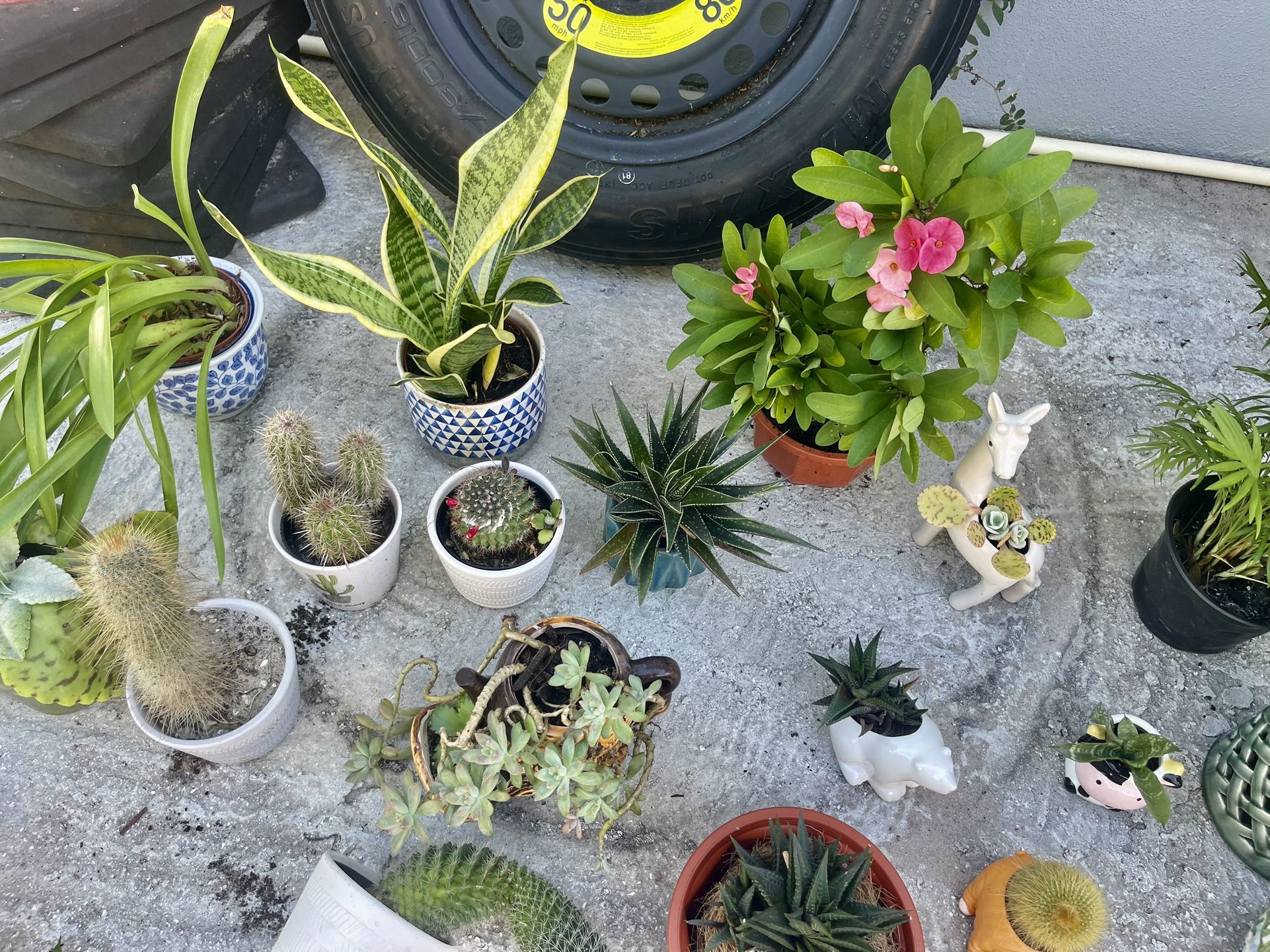 Plants For $15 And $5 Depending How Many You Get