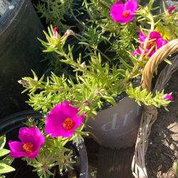 Portulaca Plant