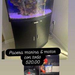 Pecera Marina 