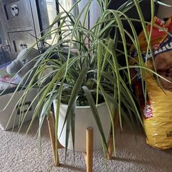 Fake Plant