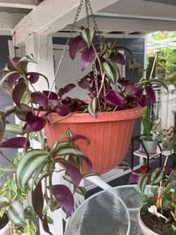 Tradescantia inch plant