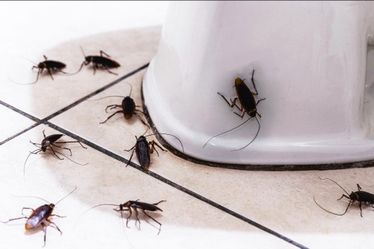 Gilmatafumitodo Economico