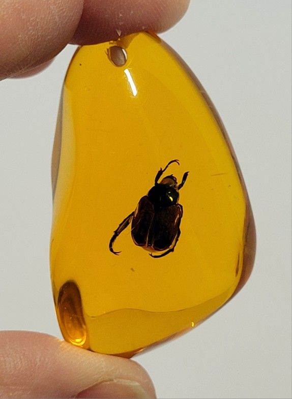 Brand New 2.5" Flower Chafer Scarabaeidae Beetle Amber-color Resin Pendant Only NO NECKLACE INCLUDED. The image shows a beetle, likely a Flower Chafer