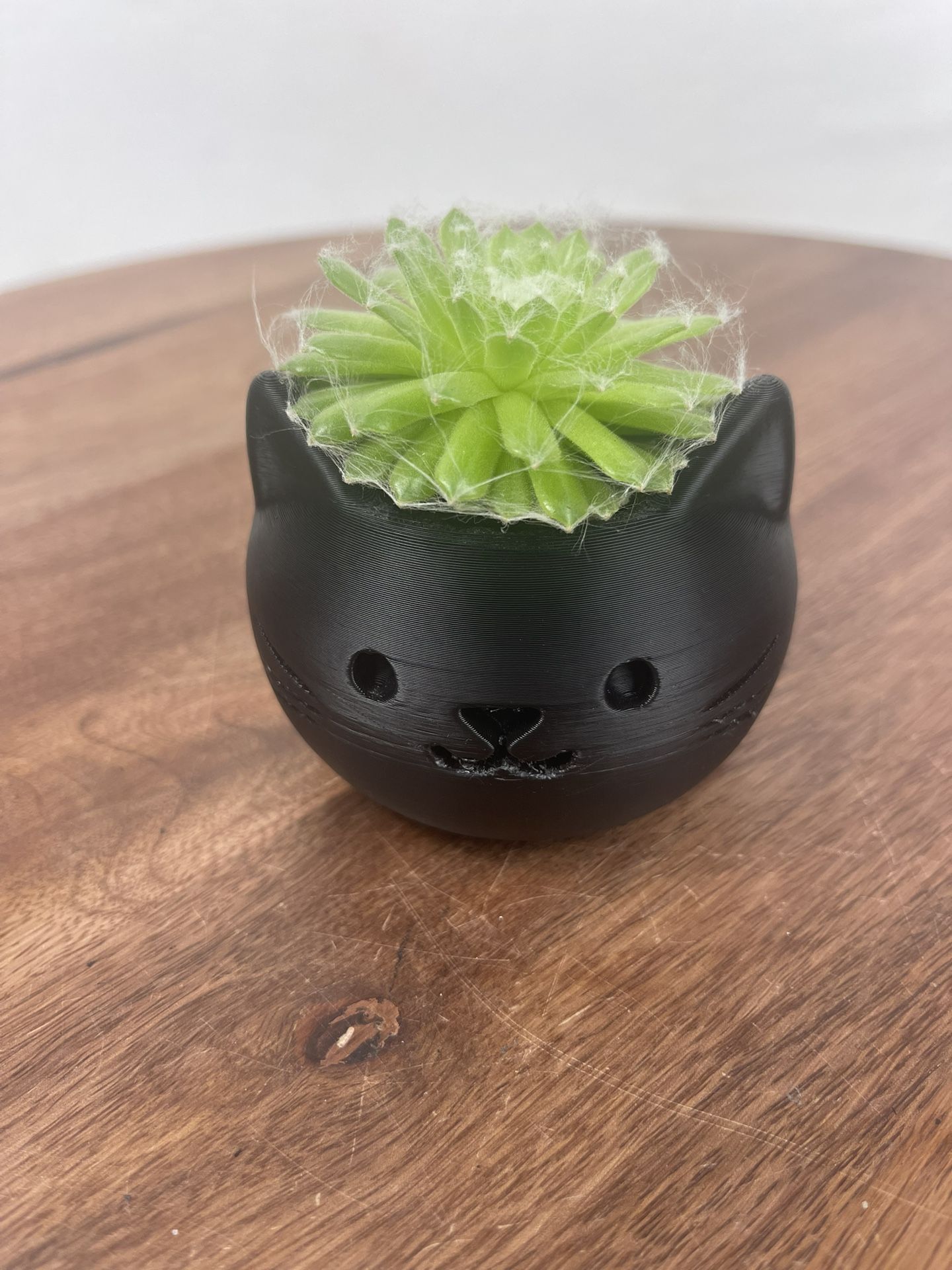 Black Cat Planter With Real Green Succulent 