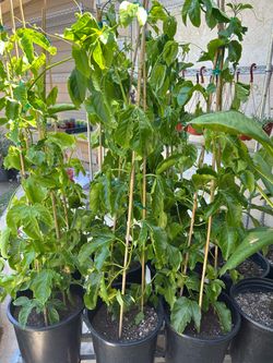 Passion fruit vines25$ each