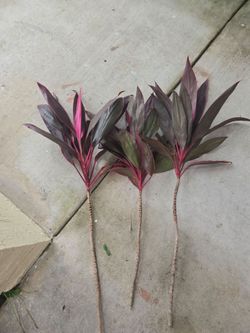 Three Sisters Cuttings
