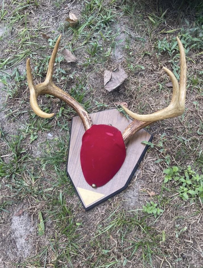 Deer Antlers