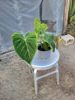 Gloriosum philodendron Plant 6" Nursery Pot