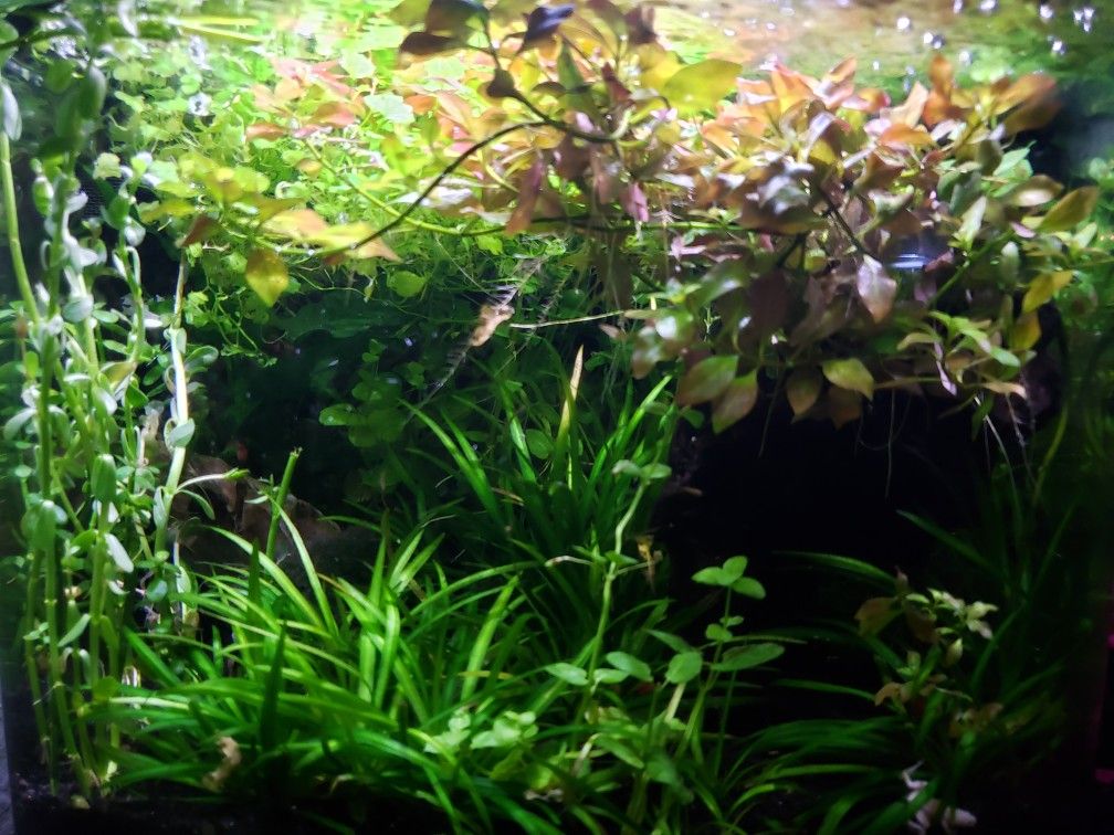 🌱🌿Freshwater Aquarium Plants For Tanks & Ponds🌿🌱
