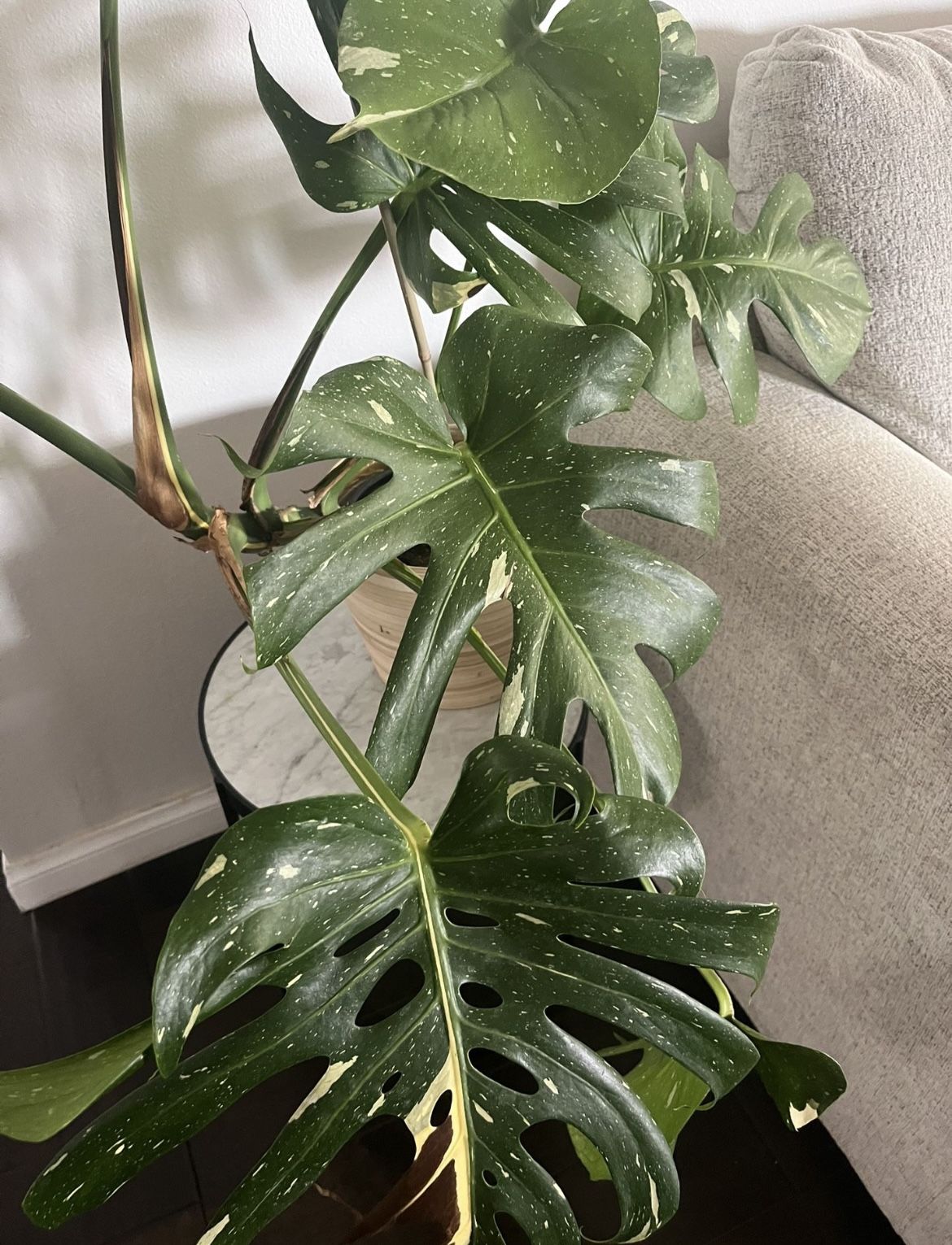Large Monstera Thai Constellation