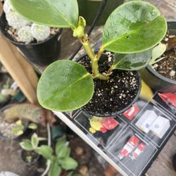 Peperomia Plants 🪴 