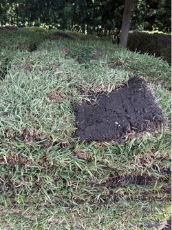 Fresh Sod - Césped Fresco