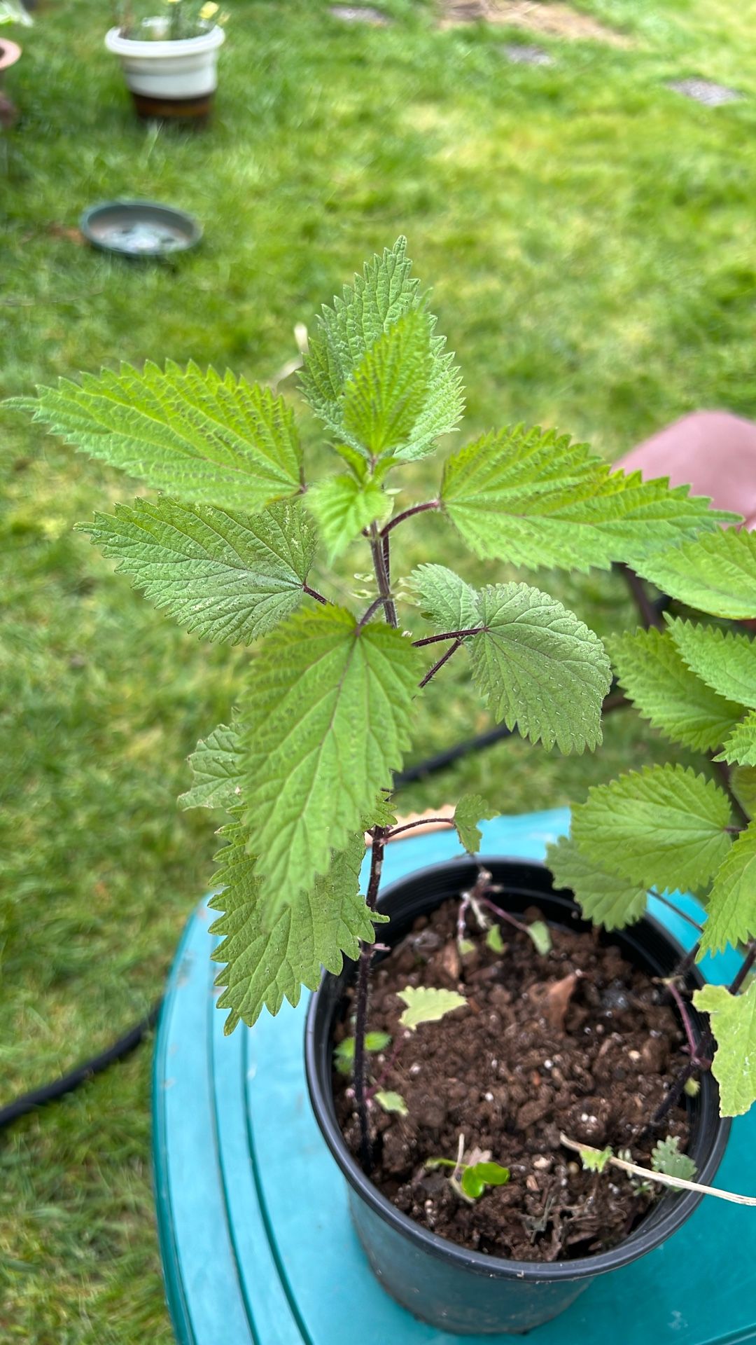 Stining nettle Potted Plant ortiga