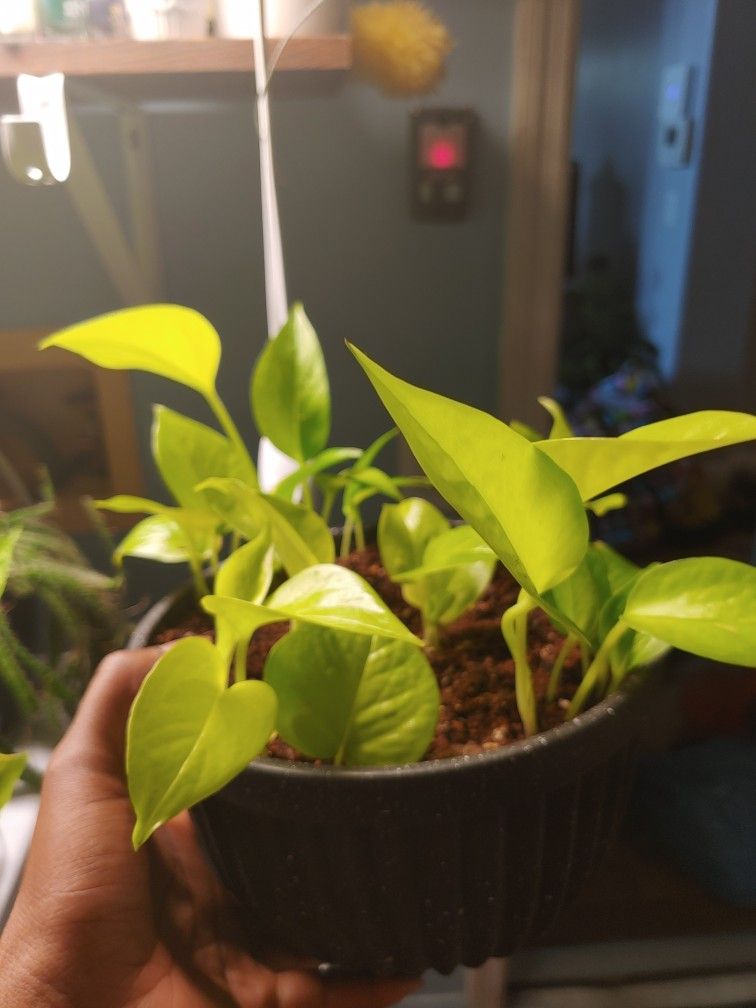 Neon Pothos Potted Cuttings