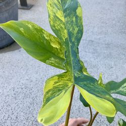 Florida Beauty x Mayoii Variegated New Hybrid 