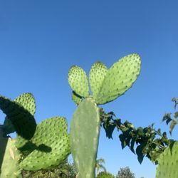 Nopal Plant 