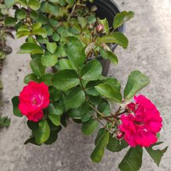 Rose 🌹 Plant 