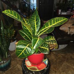 Lovely Croton Plant In 7in Ceramic Pot With Plate