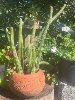 Red tail Cactus