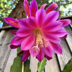 Rooted Epiphyllum Cutting 