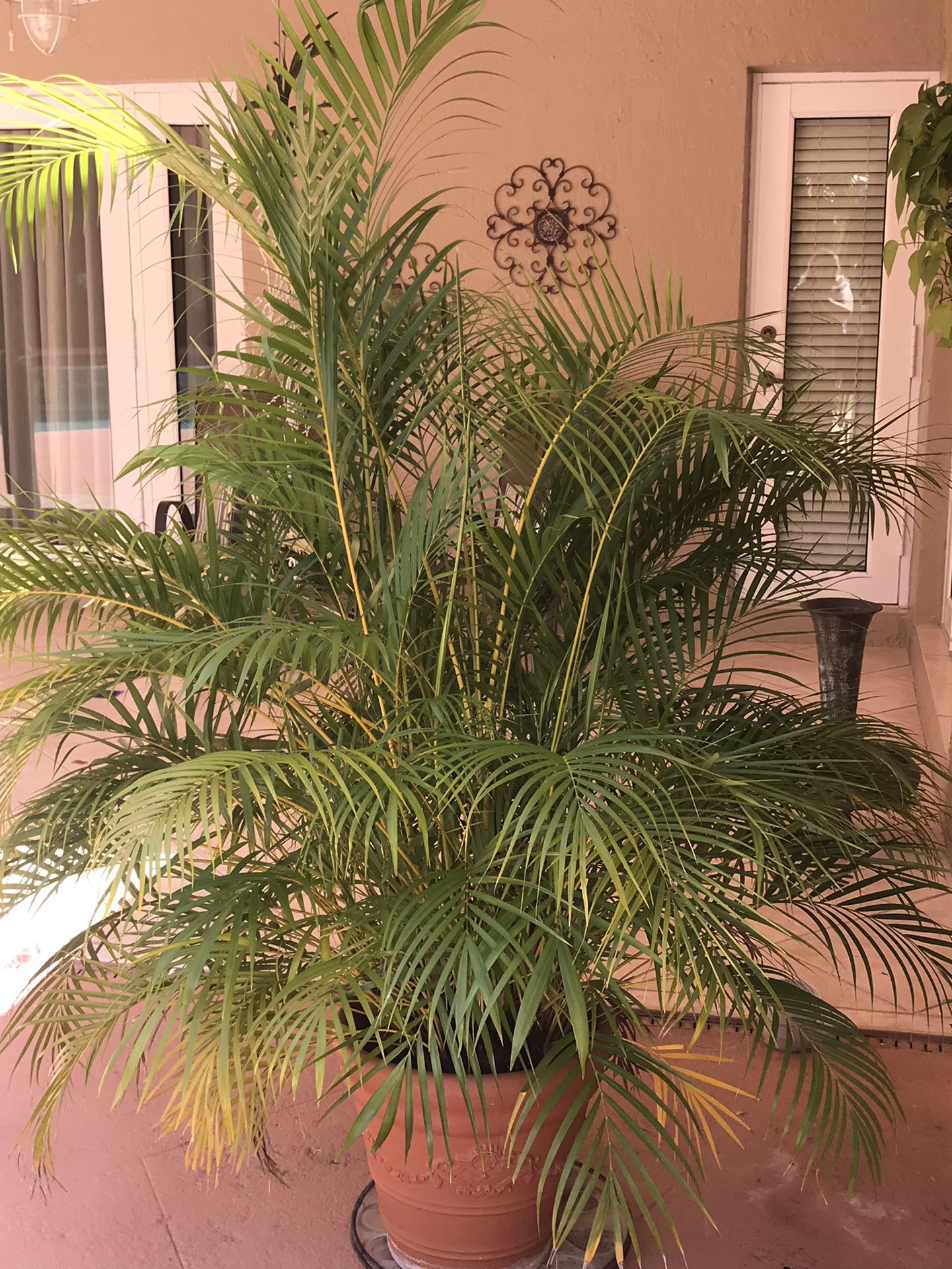 Areka palm in planter. Mature and healthy