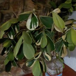 Verigated Clusia cuttings.