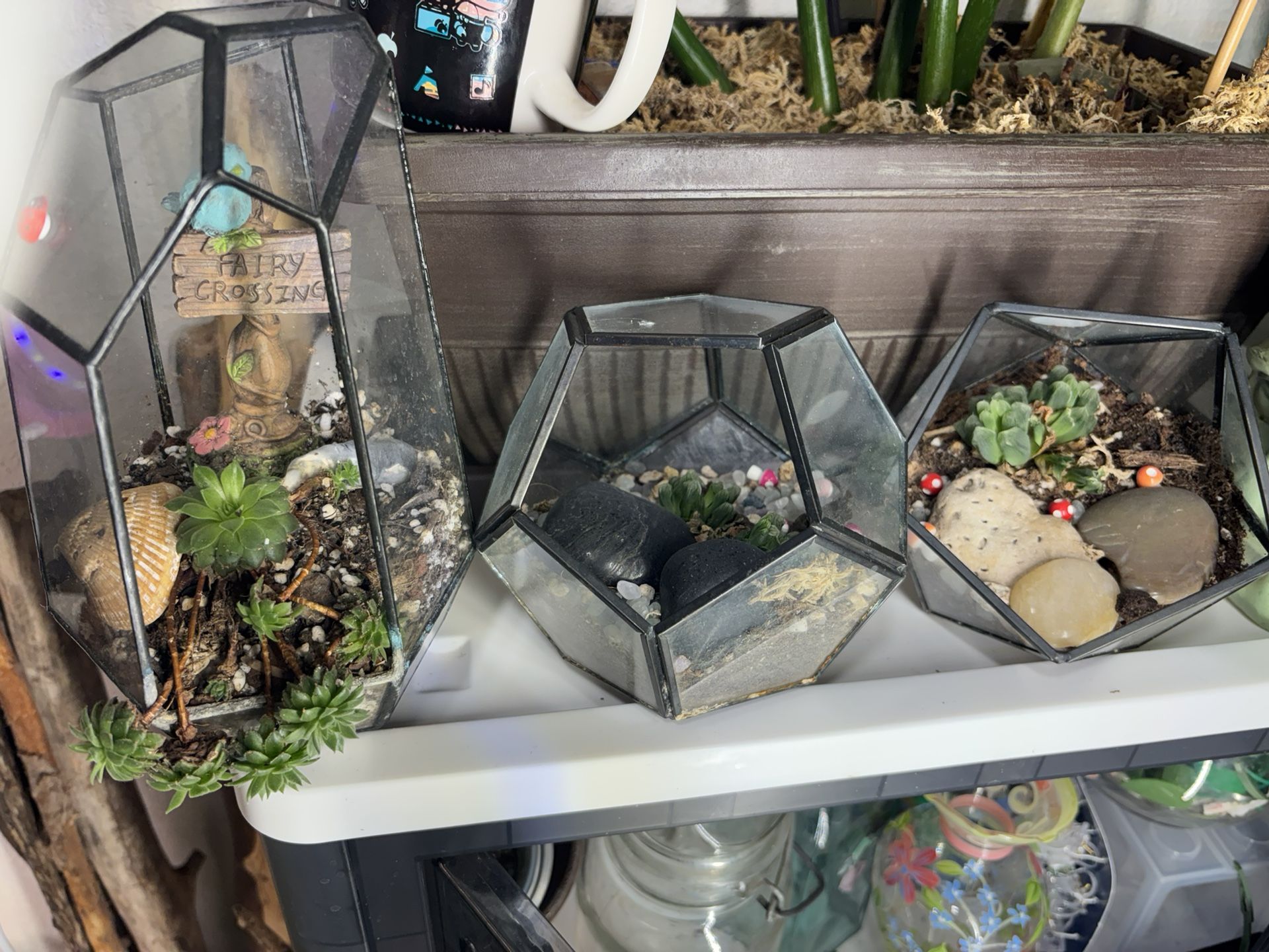 Haworthia Terrariums