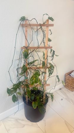 Large swiss cheese monstera plant with trellis