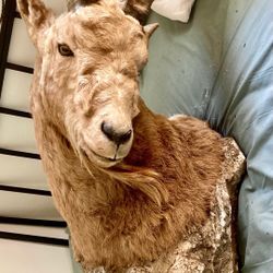 taxidermy shoulder mount of an Alpine ibex, also known as a steinbock or ibex mountain goat. 